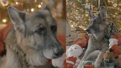 بالفيديو.. «بايدن» يحتفل بالكريسماس مع «Major» و«Champ»