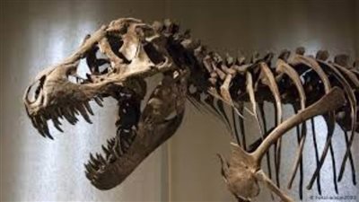  عمرها 70 مليون عام.. اكتشاف حفريات نادرة لديناصورات في الصين 