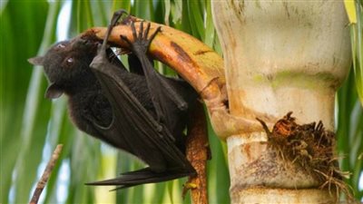 عاجل.. حقيقة ظهور فيروس «نيباه» في مصر