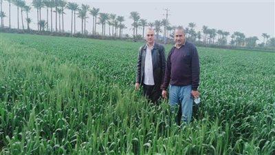 بالصور | للاكتشاف المبكر للصدأ الأصفر بالقمح..  نشاط مكثف من باحثي معهد أمراض النبات