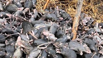 طاعون الفئران يغزو أستراليا .. 30 فأر في كل منزل