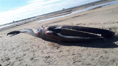 بالصور | عرض الهيكل العظمي بمتحف المحنطات.. العثور على حوت نافق بقطاع الدلتا 