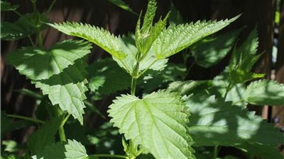 يعالج تضخم البروستاتا والتهابات العظام أهم فوائد عشبة القراص 