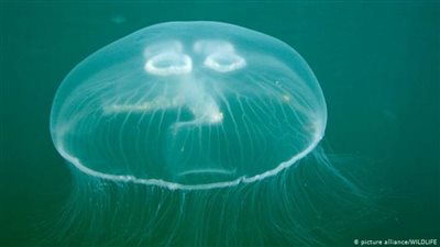 عاجل.. لسعة قنديل البحر تقثل مراهق أثناء السباحة