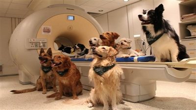 دراسة | الكلاب تستطيع اكتشاف حقيقة الناس بسرعة