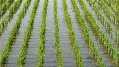 عاجل | الوزراء يوافق على تخفيض غرامات زراعة الأرز بنسب محددة طبقاً لأسبقية السداد