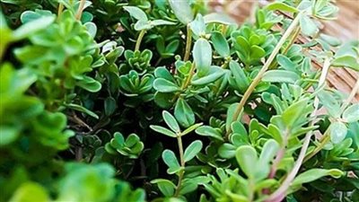 التعليم العالي تعلن الانتهاء من أول موسوعة مصرية للنباتات الطبية البرية