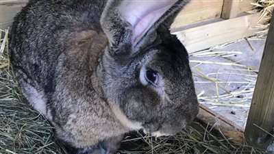 سرقة أكبر أرنب في العالم ومكافأة 1000 جنيه استرليني لمن يجده