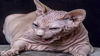 «قطعة قماش ملفوفة حول عنقه».. تفاصيل ضبط «قط تاجر مخدرات»