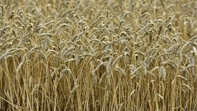 التموين: استلام 487 ألف طن قمح من المزارعين