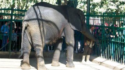 لمجابهة كورونا.. إغلاق حدائق الحيوان والأرومان والأسماك في شم النسيم