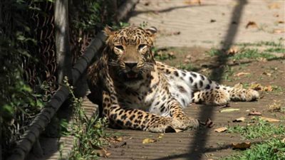 حديقة الحيوان الصينية تصدر بيانا مشتركا مع الحكومة عن 