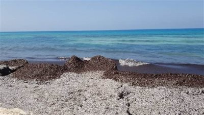 بالصور | رئة البحر المتوسط.. حقيقة وجود تلوث بشواطئ إحدى قرى الساحل الشمالي