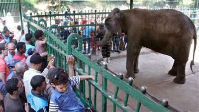 غلق حدائق الحيوان والأسماك لمدة 14يوماً.. تنفيذا لقرارات «الوزراء» 