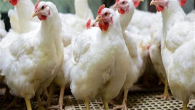 ننشر أسعار الدواجن في الأسواق اليوم 24 مايو 