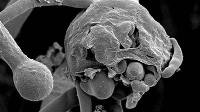 الوحش الجديد.. 