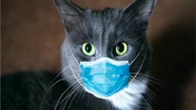 روسيا تمنح الحيوانات لقاحا ضد كورونا 