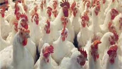 أسعار الدواجن في الأسواق اليوم 28 مايو 2021 