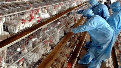 عاجل | ظهور بؤر جديدة من فيروس إنفلونزا الطيور H10 بمصر.. الحكومة ترد