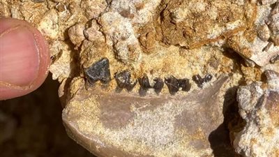 كشف أثري جديد لأسلاف قردة يعود إلى 37 مليون عامًا بالفيوم (صور)