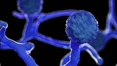 أستاذ بالقصر العيني يكشف الفئات الاكثر عرضة للإصابة بالفطر الأسود