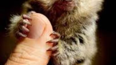 علماء الأنثروبولوجيا يعيدون اكتشاف أصغر قرد في العالم