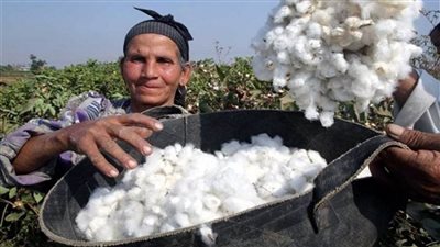 بزيادة 60 ألف عن الموسم الماضي.. ارتفاع زراعات القطن لـ 231 ألف فدان