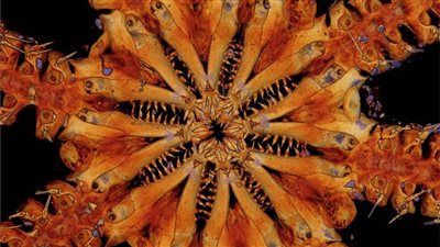 العلماء البحريين يكتشفون سلالة جديدة من 