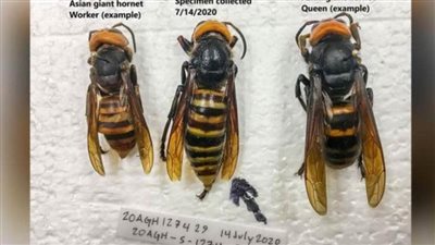 باحثون: العثور على أول دبور آسيوي 