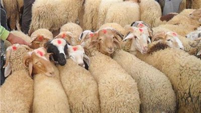 كيف استعدت وزارة الزراعة لاستقبال عيد الأضحى؟ | إنفوجراف 