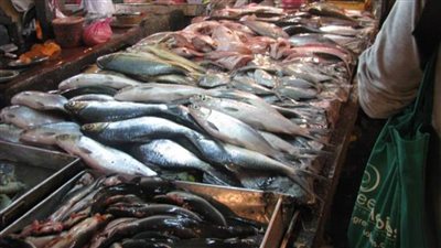 شعبة الأسماك تتوقع ارتفاع الأسعار بنسة 10% 