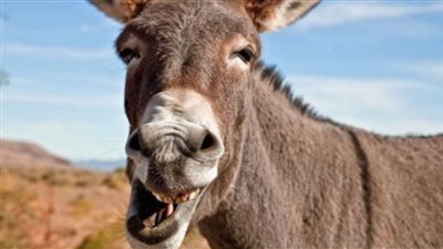 500 دولار للجلد وألف جنيه للكبد.. نقيب الفلاحين يحذر من انقراض الحمير في مصر | فيديو