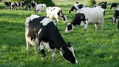 عاجل | انتشار مرض حمى الوادي المتصدع بين الماشية.. الحكومة ترد