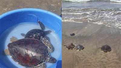 بالصور | البيئة تنحج في إنقاذ سلاحف بحرية مهددة بالانقراض وإعادتها لبيئتها الطبيعية