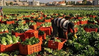 الزراعة: ارتفاع صادرات مصر الزراعية الى أكثر من 4.4 مليون طن حتى الان 