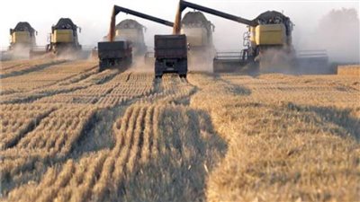 لأول مرة منذ 8 سنوات.. سعر القمح العالمي يتجاوز 250 يورو ببورصة باريس 