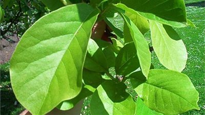 مادة فى النباتات الخضراء تحمى من أمراض كثيرة وعلاجها .. تعرف عليها 