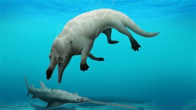 بالصور | بالتعاون بين التعليم العالي والبيئة.. اكتشاف حوت برمائي عاش في مصر قبل 43 مليون عام