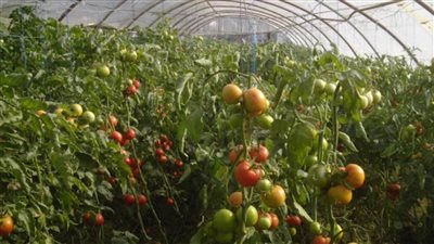 الزراعة تنظم برنامجا تدريبيا لمكافحة أمراض الزراعات المحمية