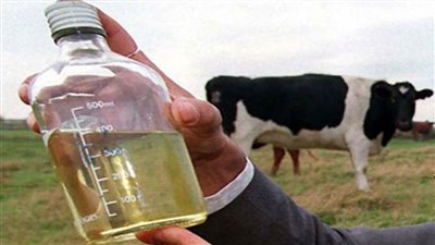 برلمانية هندية: بول البقر يشفي من الأمراض المعدية 