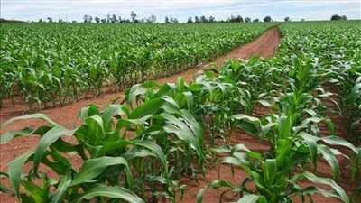 بالإنفوجراف | أنشطة مديريات الزراعة والطب البيطري خلال أسبوع 