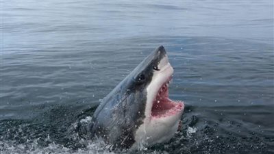 هجوم سمكة قرش على مواطن بالقرب من الشاطئ بمطروح