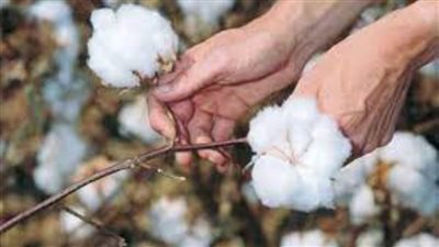  قبل نهاية العام..وزير قطاع الأعمال: افتتاح 3 محالج للقطن