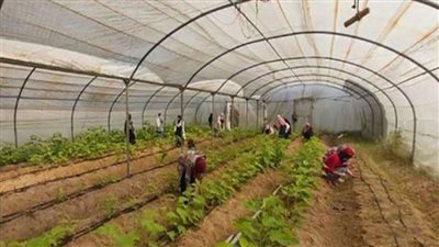 بالإنفوجراف | تعرف على أنشطة وجهود مديريات الزراعة خلال أسبوع