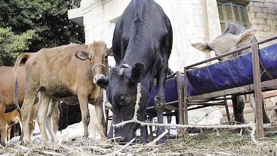 وزير الزراعة: 138.7 مليون جنيه تمويل جديد للمشروع القومي للبتلو 