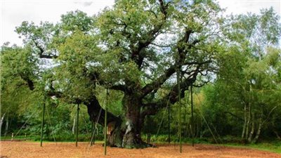  إحداها يعود تاريخها إلى 2200 عام .. تعرف على أغلى 5 أشجار تاريخية