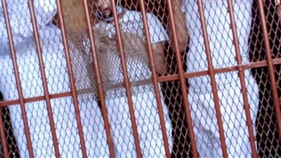 إحالة أوراق ٣ أشخاص لفضيلة المفتي في واقعة قتل فتاة لزوجة أبيها ببورسعيد