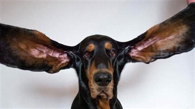 كلب يدخل موسوعة 