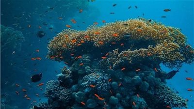 لهذا السبب.. اختفاء 14٪ من الشعاب المرجانية