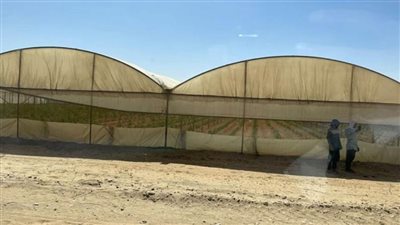 وزير الزراعة: الوادي الجديد من المحافظات الواعدة وندعو للاستثمار فيها (صور)